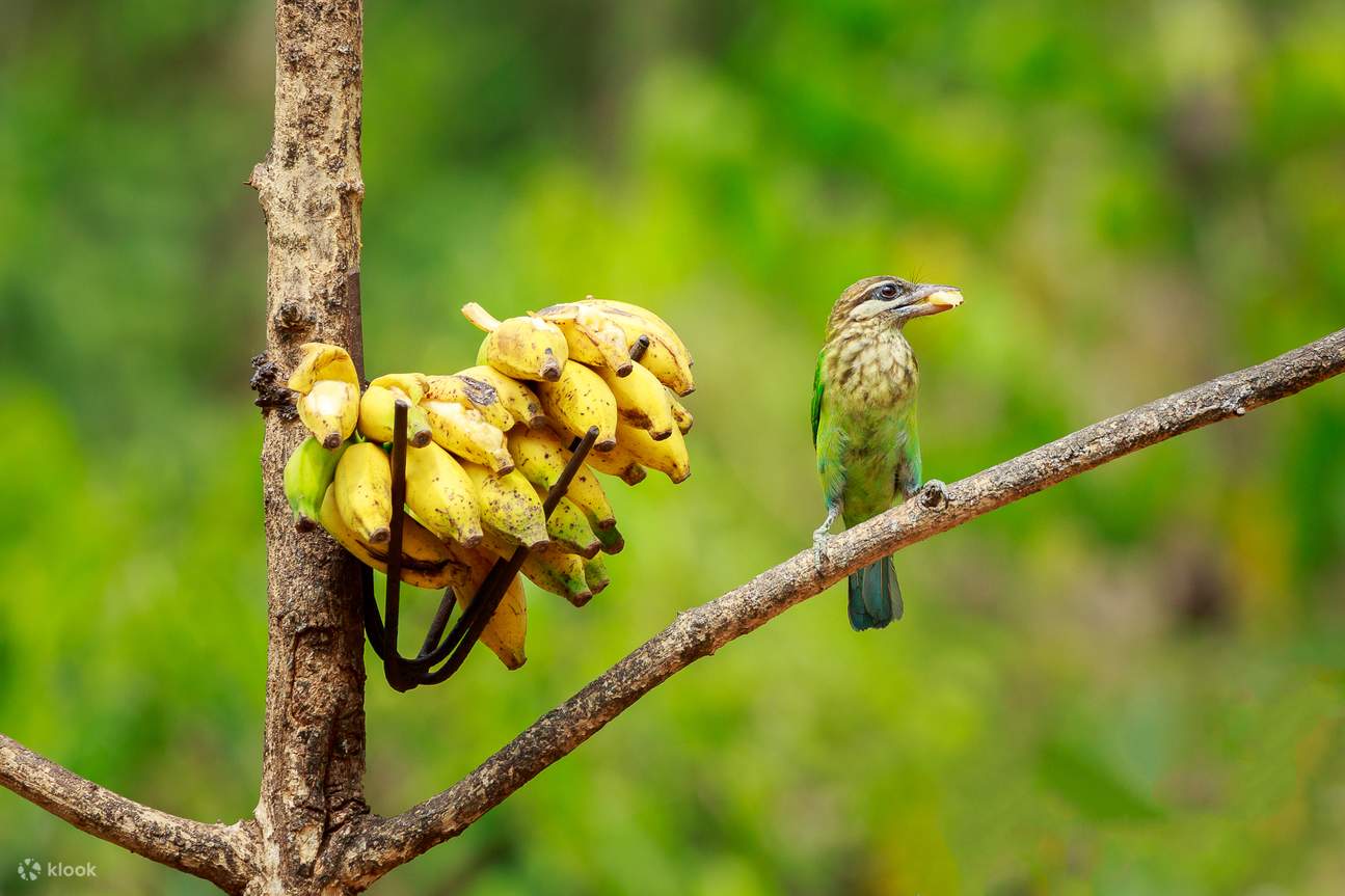 India bird watching, Goa bird watching tour, bird watching trip