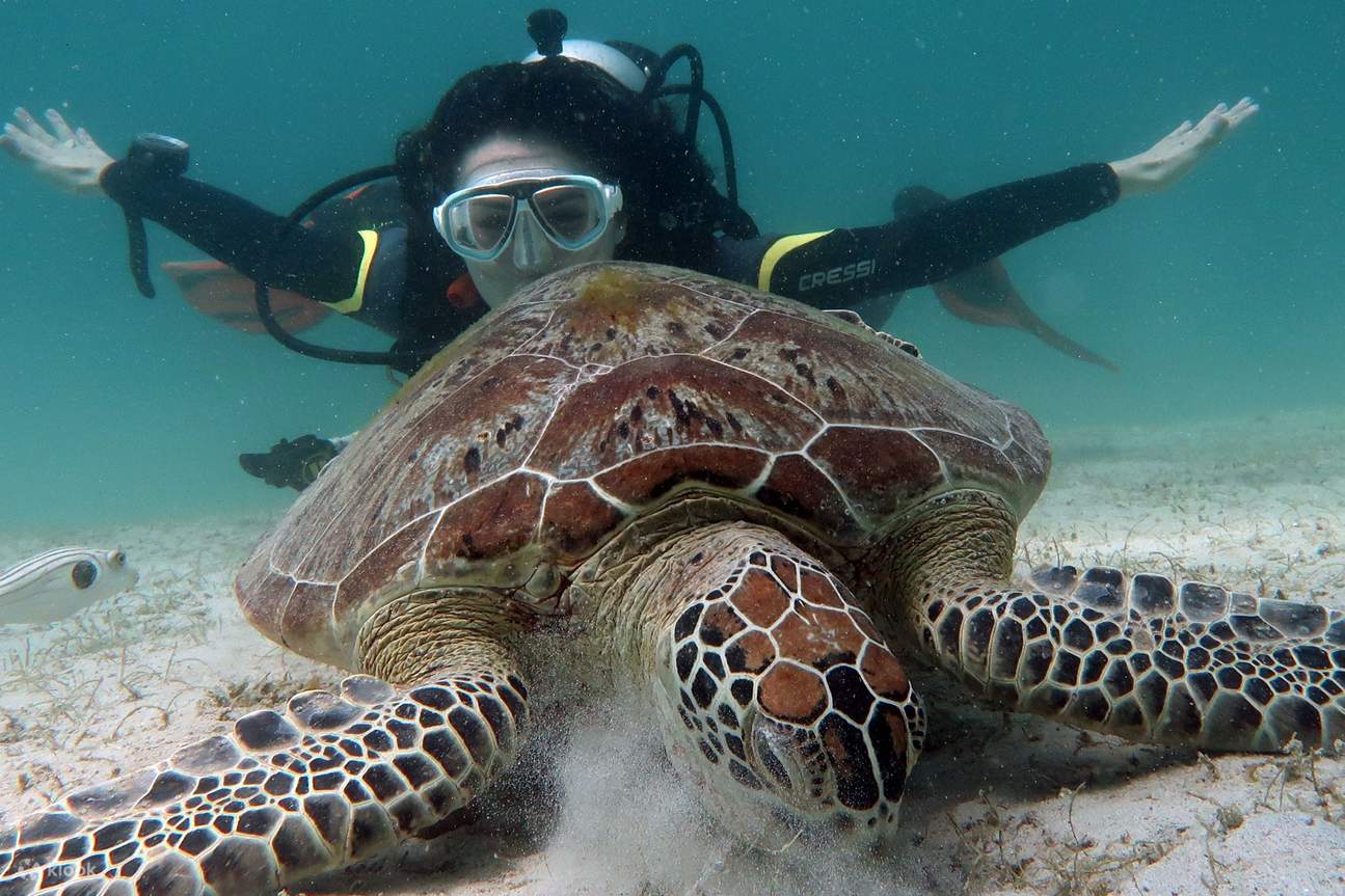 Eine Person taucht hinter einer Schildkröte, die auf dem Meeresgrund schwimmt.