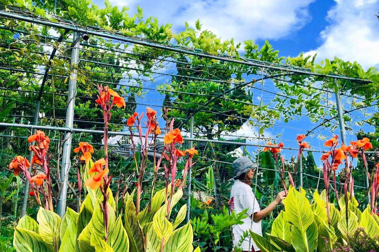 Kilang Pelancongan Jijibanana Jiyuan Fruit