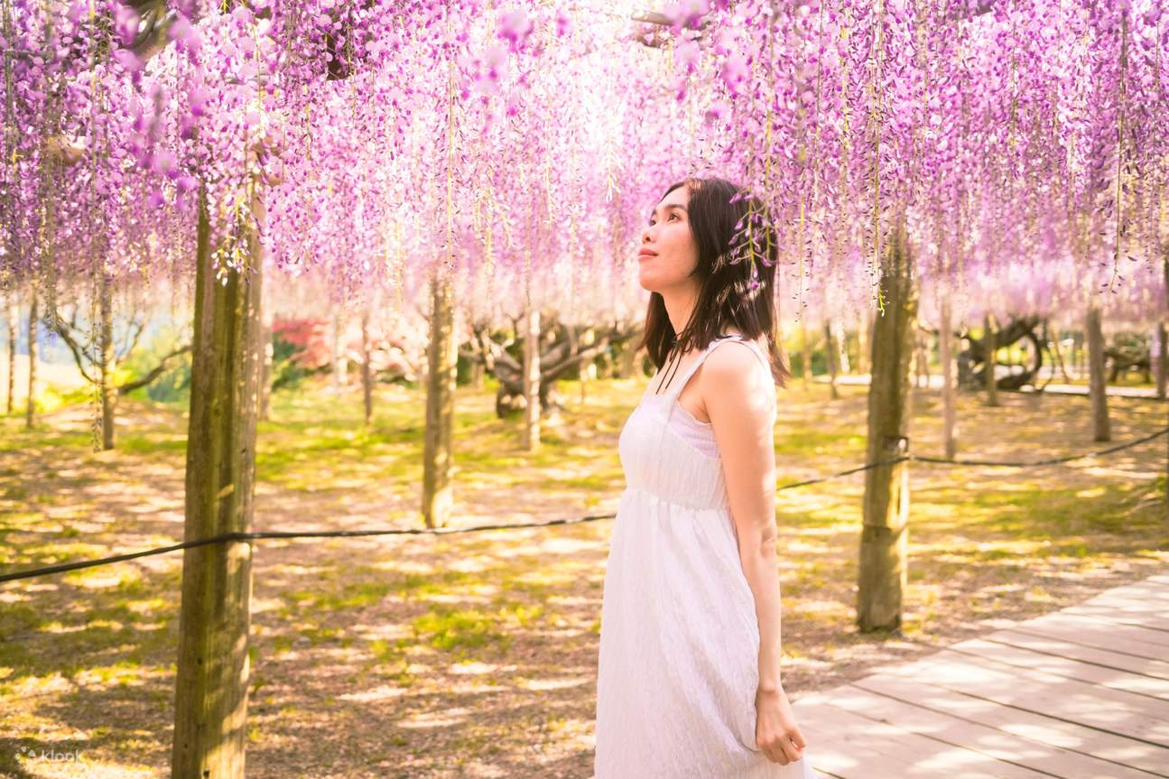 Tour 1 Ngày Kitakyushu - Vườn Tử Đằng Kawachi, cảng Mojiko & Outlet ...