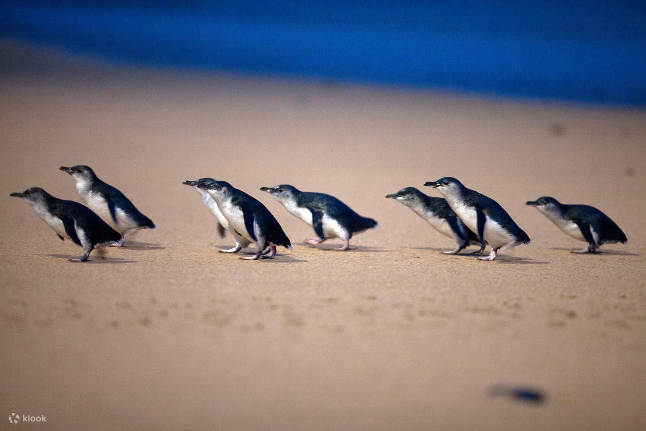 Phillip Island Penguin Parade - petits pingouins