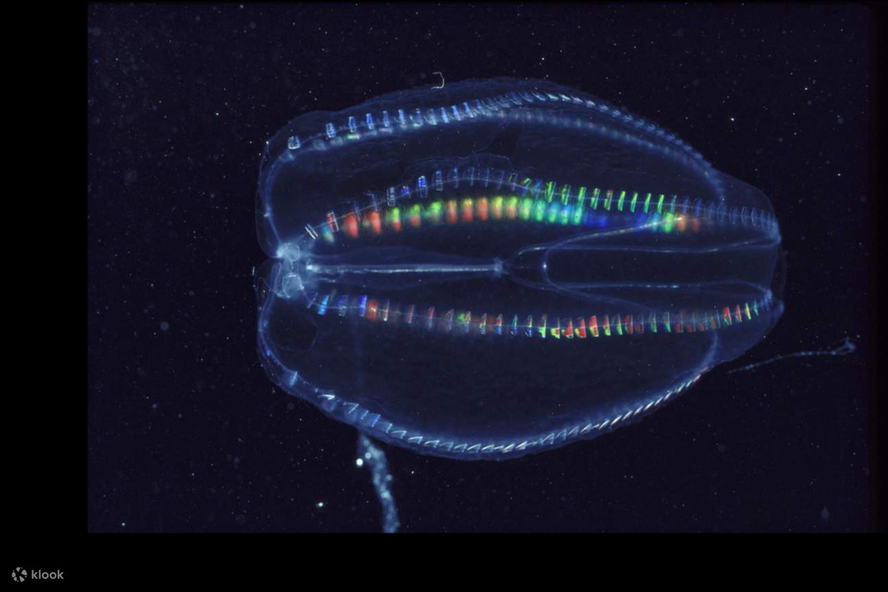 Comb Jelly Bioluminescence Kayak & Paddleboard Tour in Titusville