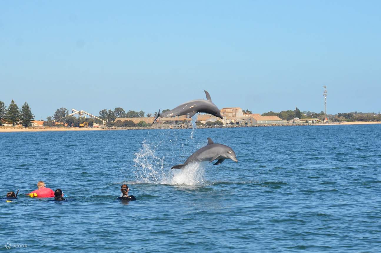 tương tác gần gũi với cá heo chỉ cách bãi biển vài phút, chúng ta không cần phải đi thuyền xa