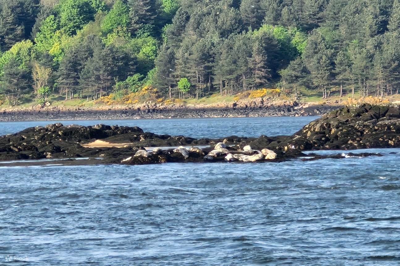 Deslícese junto a la abadía medieval de la isla de Inchcolm, un punto culminante de su crucero panorámico por los Tres Puentes.