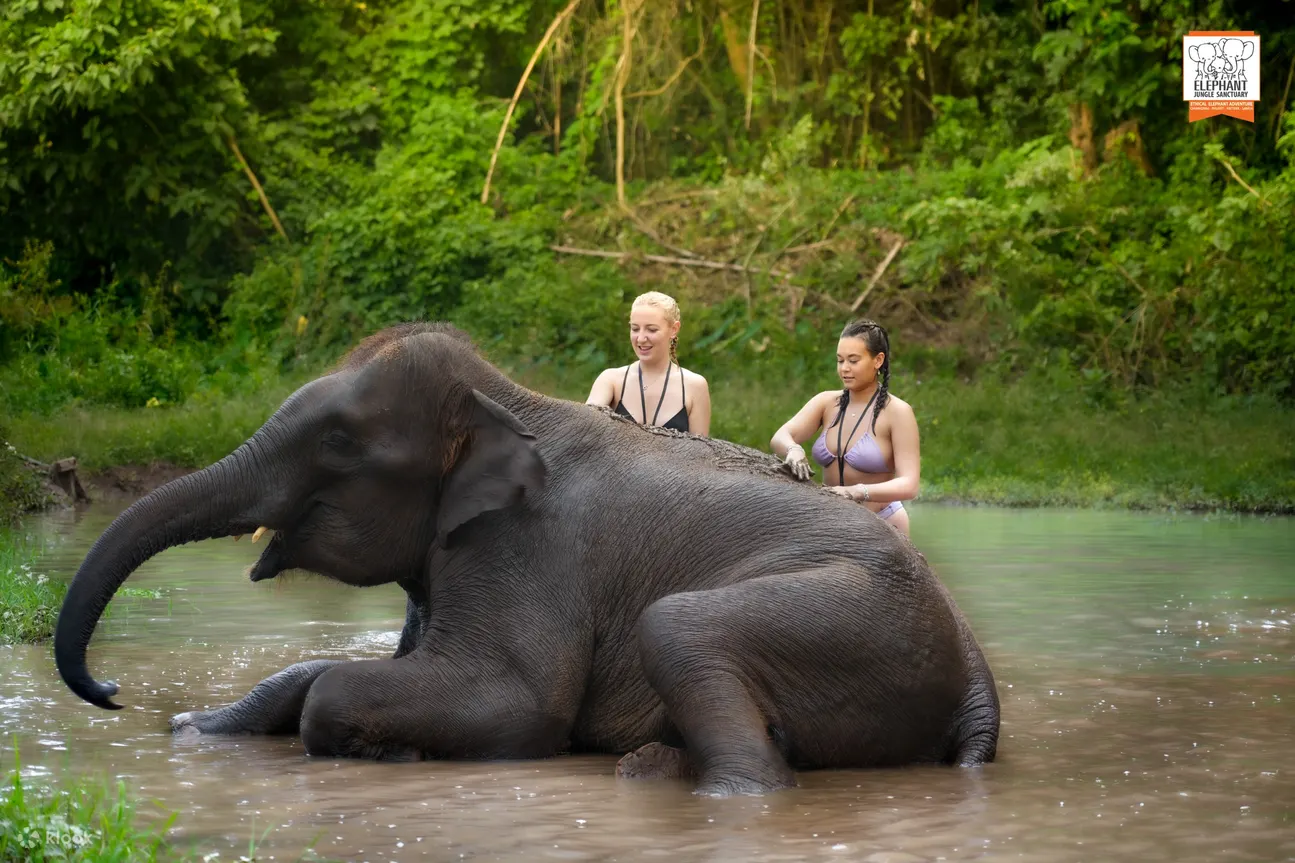 Experience showering elephant