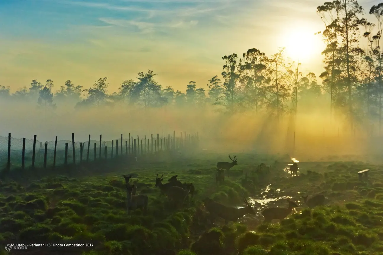 Kampung Cai Ranca 乌帕斯