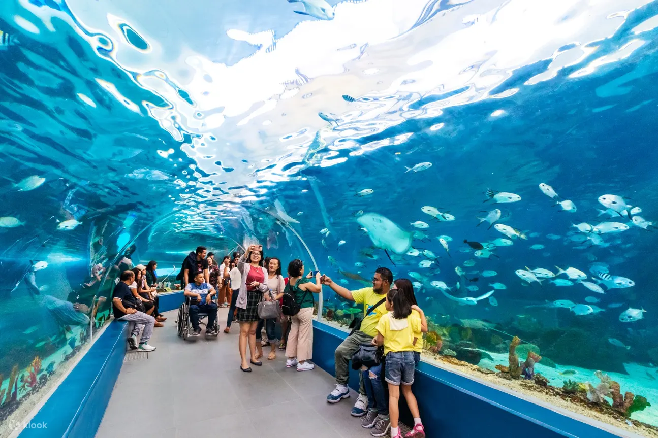 游客们漫步在海洋公园隧道状的水族馆中