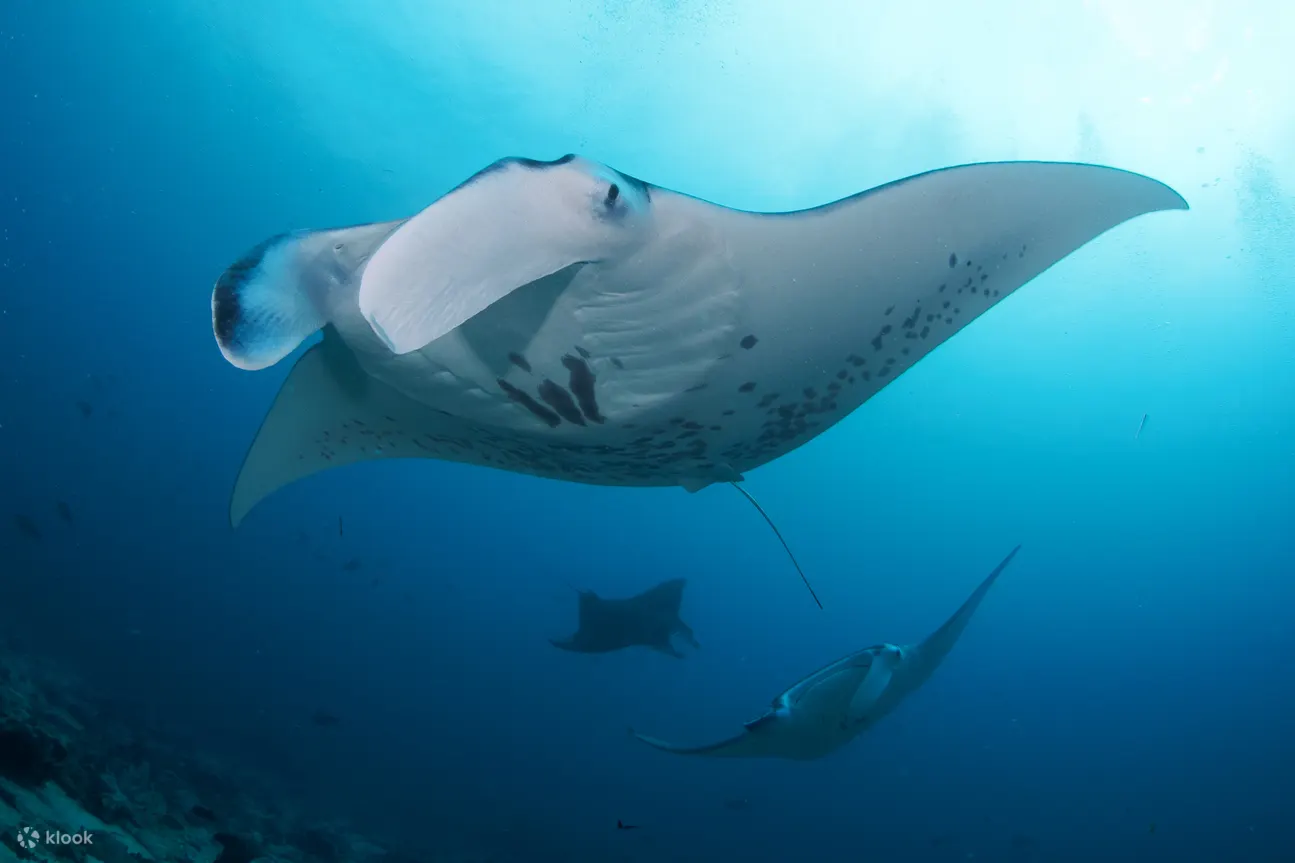 令人惊叹的海洋生物