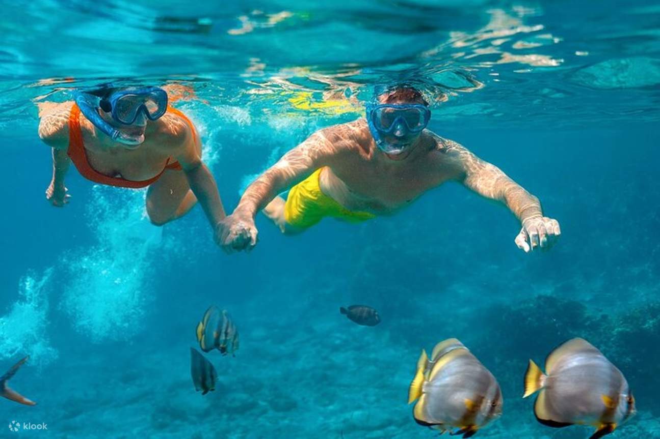 ว่ายน้ำกับปลาโลมา, ทริปดำน้ำตื้น VIP พร้อมอาหารกลางวัน - Hurghada