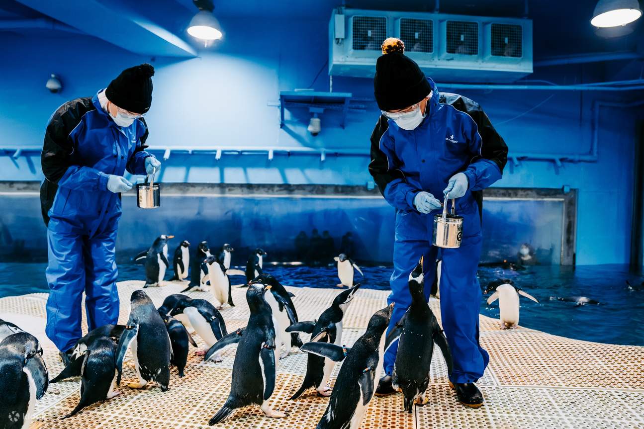 Penguin Keeper Experience 2023 at the National Museum of Marine Biology