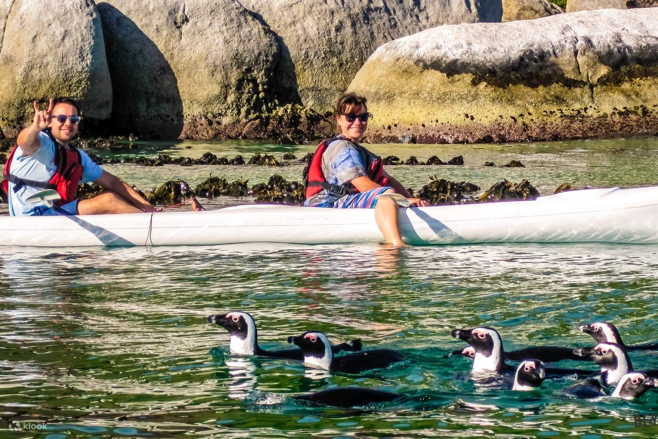 Pengalaman Berkayak dengan Penguin di Pantai Boulders - Klook Indonesia