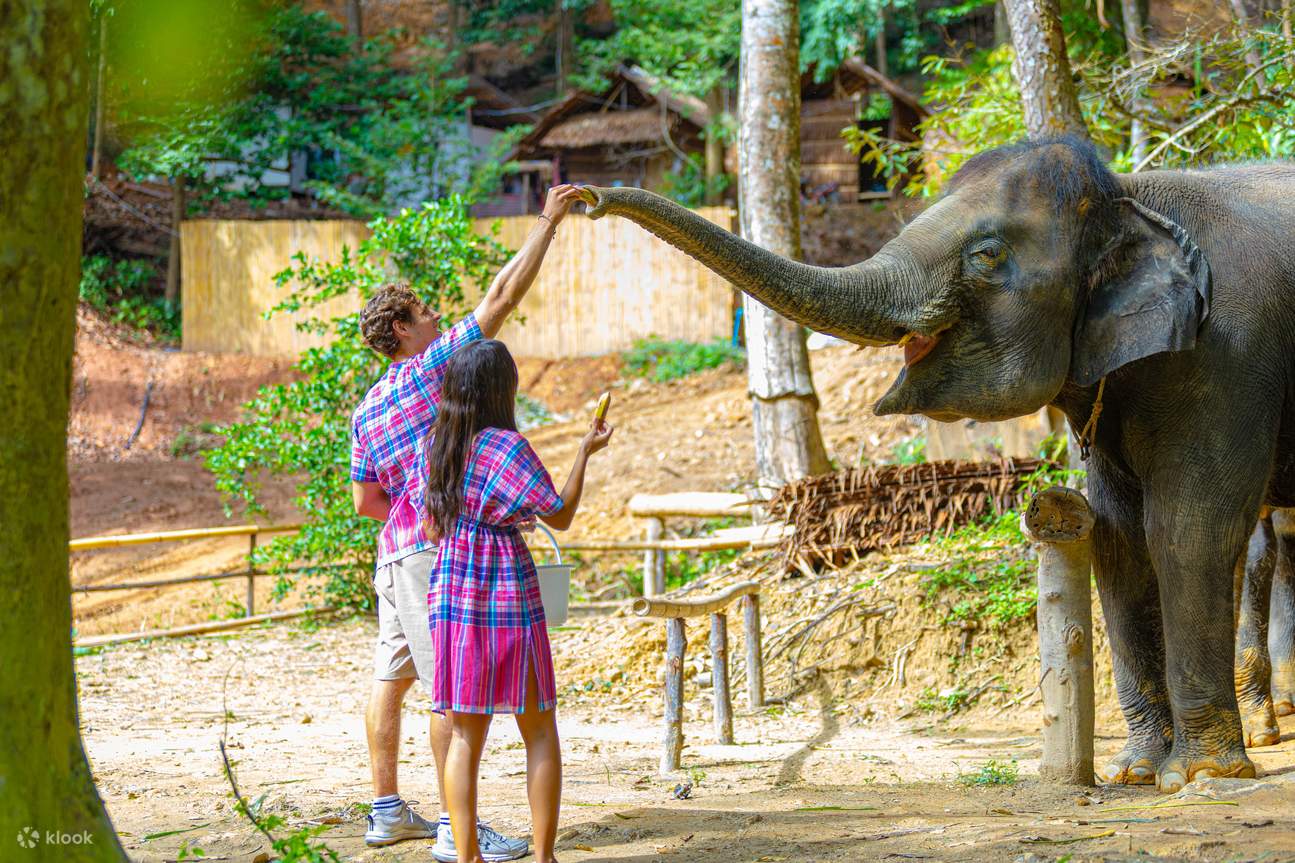 Nikmati memberi makan gajah-gajah kami yang lucu dan lembut dengan camilan favorit mereka.