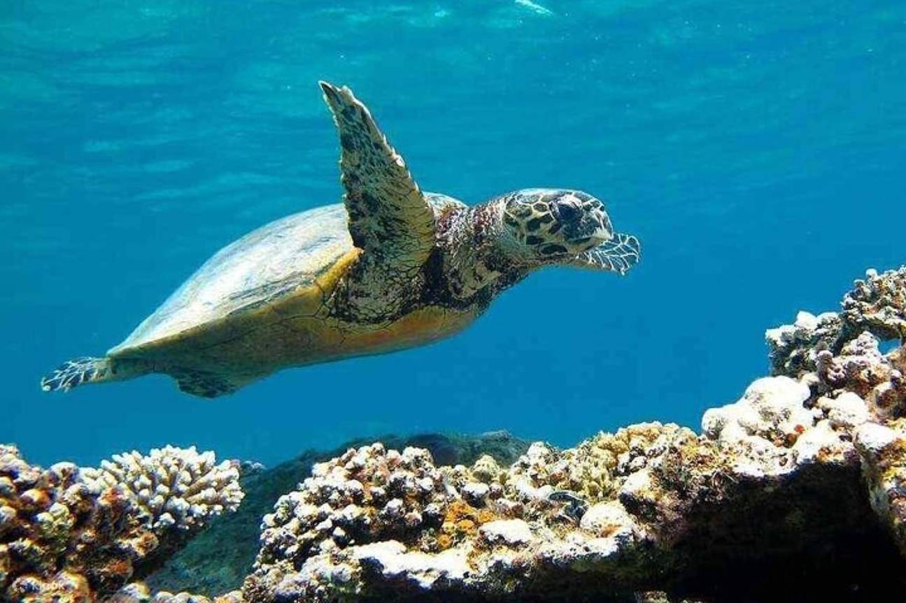 Perjalanan Laut Snorkeling ke Pulau Hamata & Qulaan dengan Makan Siang dan Transfer - Marsa Alam