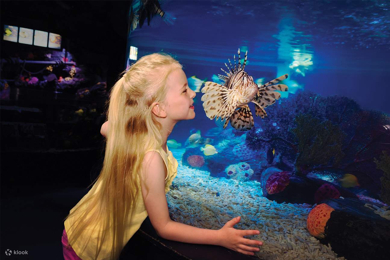 Girl looking at fishes
