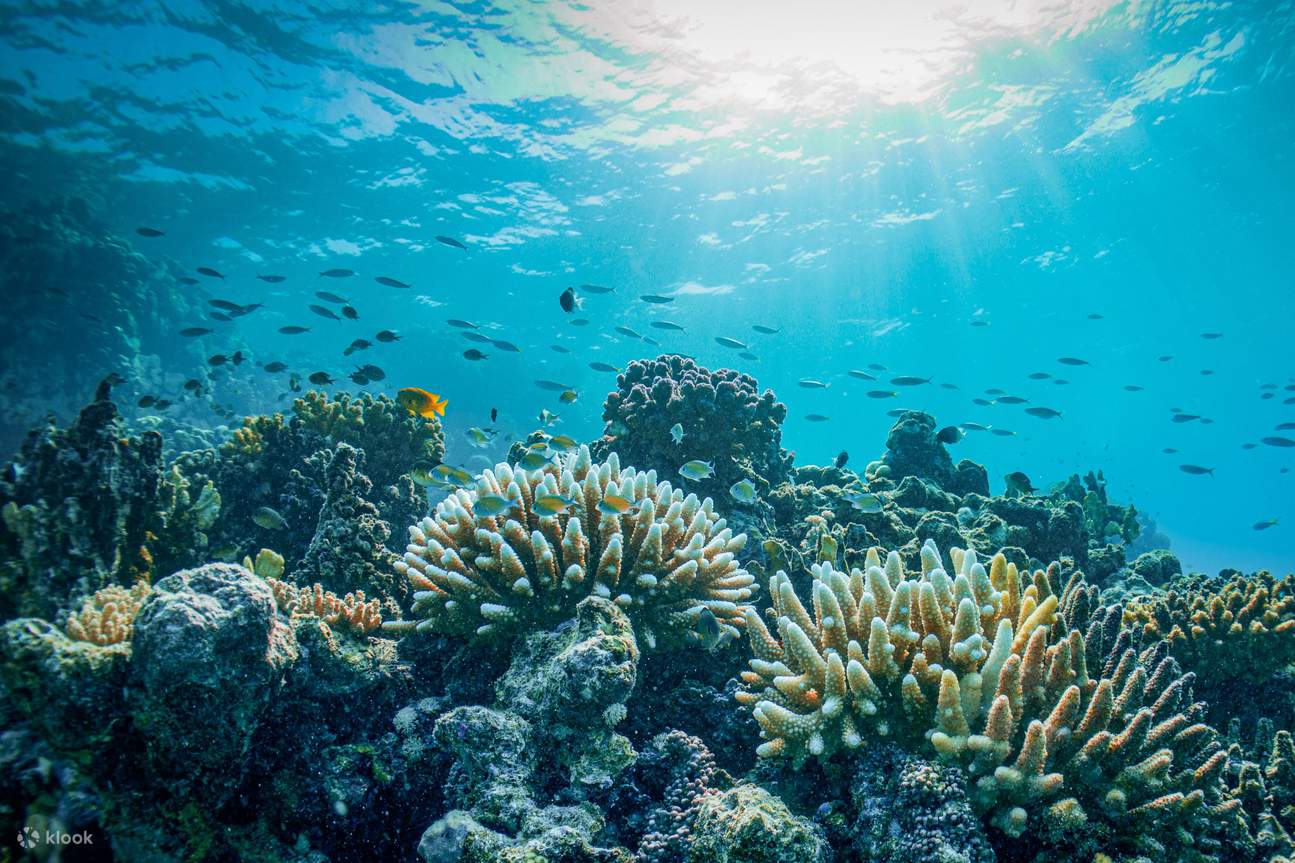 バヤダ島へのボートトリップ