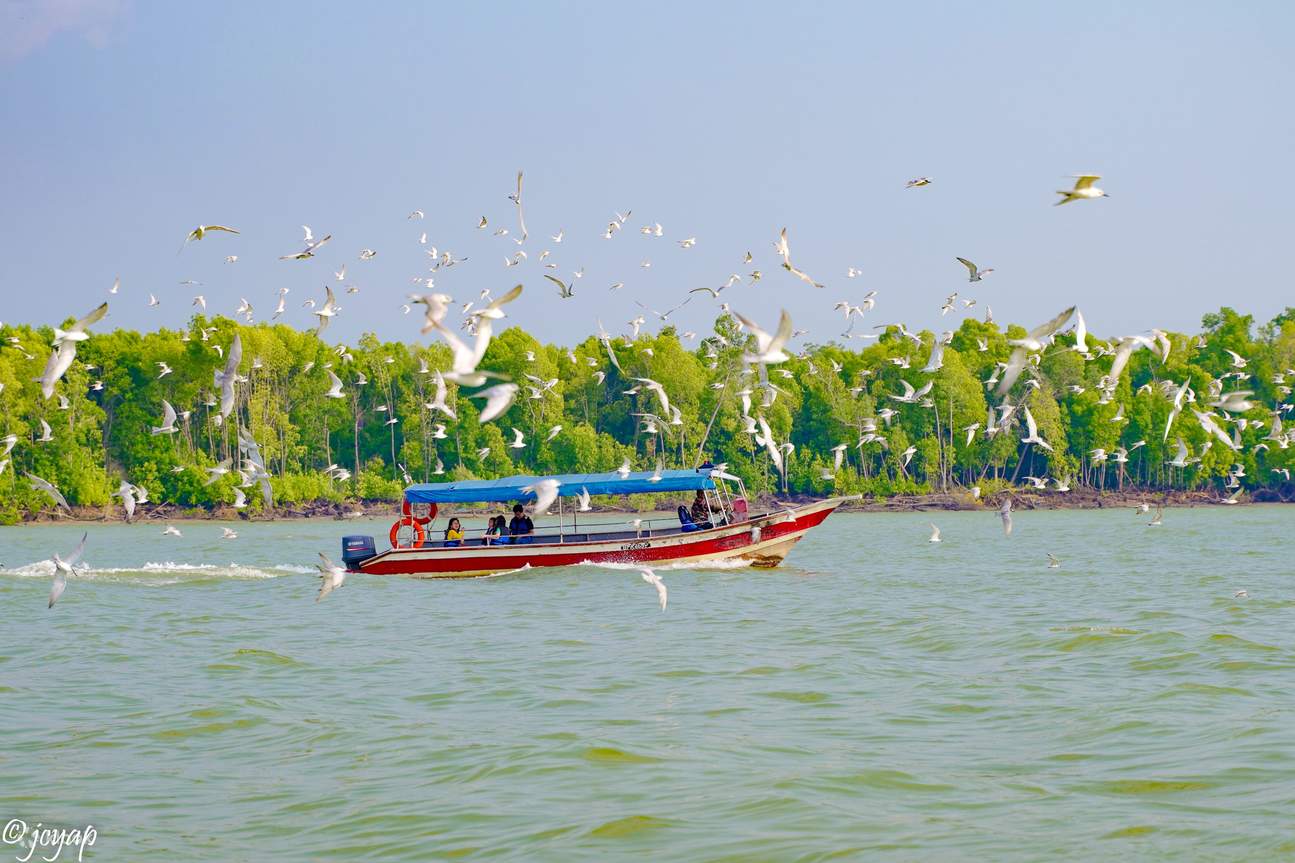 Águila volando, preparándose para aterrizar en el agua
