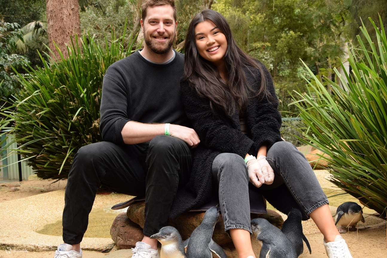 A friendly Penguin Keeper will greet you and lead you into the Penguin Enclosure, where you will have the chance to hand feed the penguins their delectable morning tea of pilchards