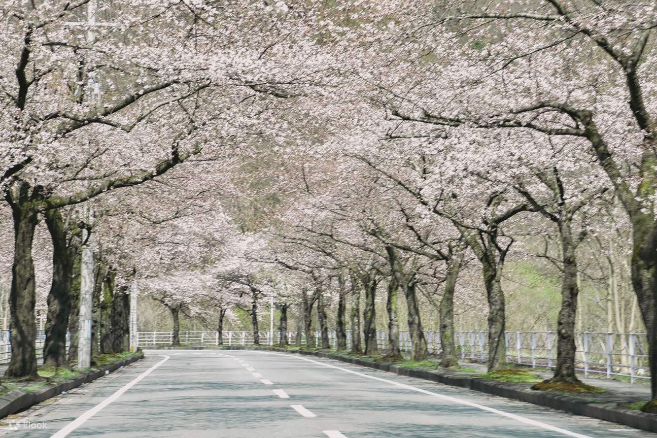 Sakura Sky Ride: Open-Top Bus Adventure thru Yamagata Cherry