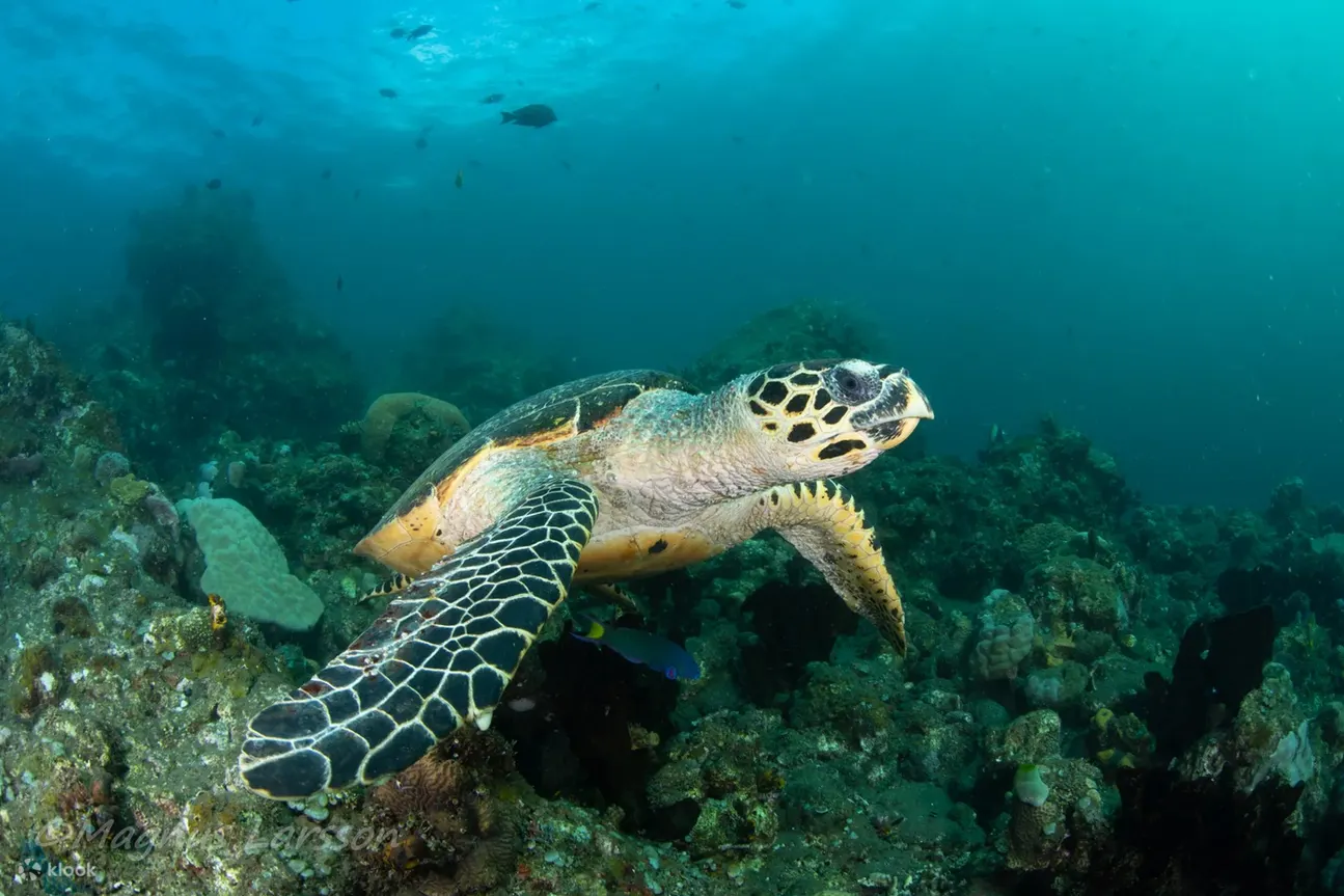 峇里岛的水下逃生：PADI 5*中心开放水域潜水员课程