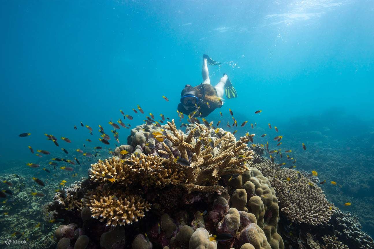 Tour Ngày Trọn Gói Du Thuyền Quanh Rặn San Hô Frankland