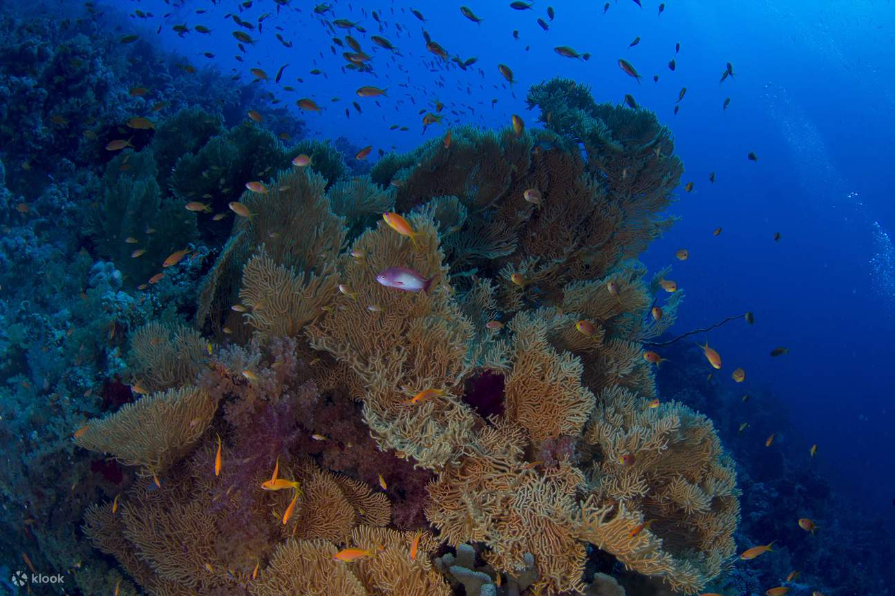 Aventure de plongée avec tuba à l'île de Tiran – Sharm El Sheikh