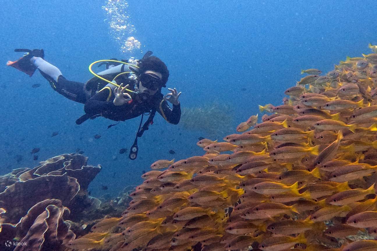 Person beim Tauchen mit einem Schwarm orangefarbener Fische