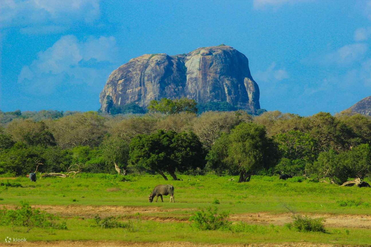 雅拉国家公园野生动物园半日游包团