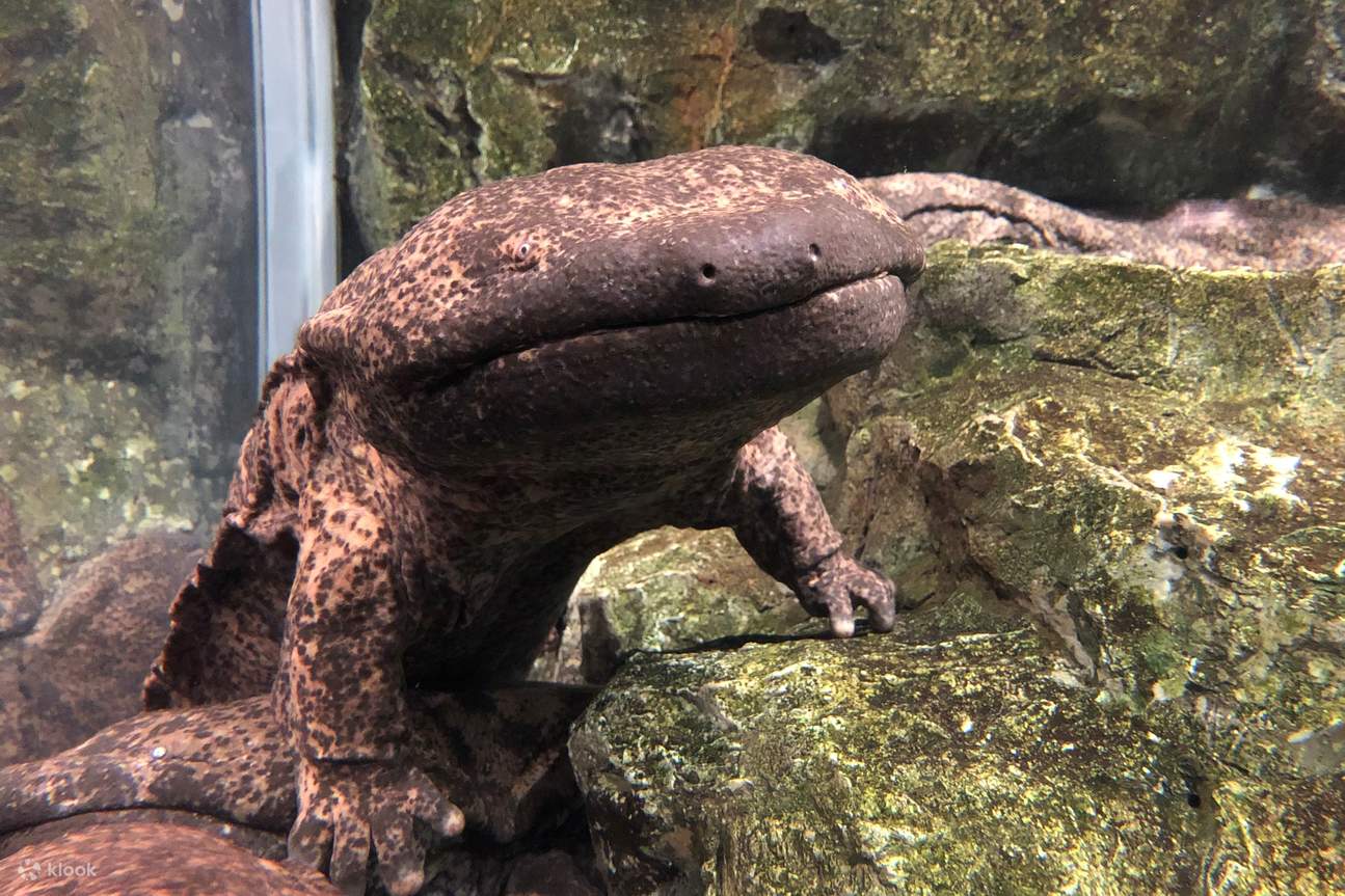 giant salamander