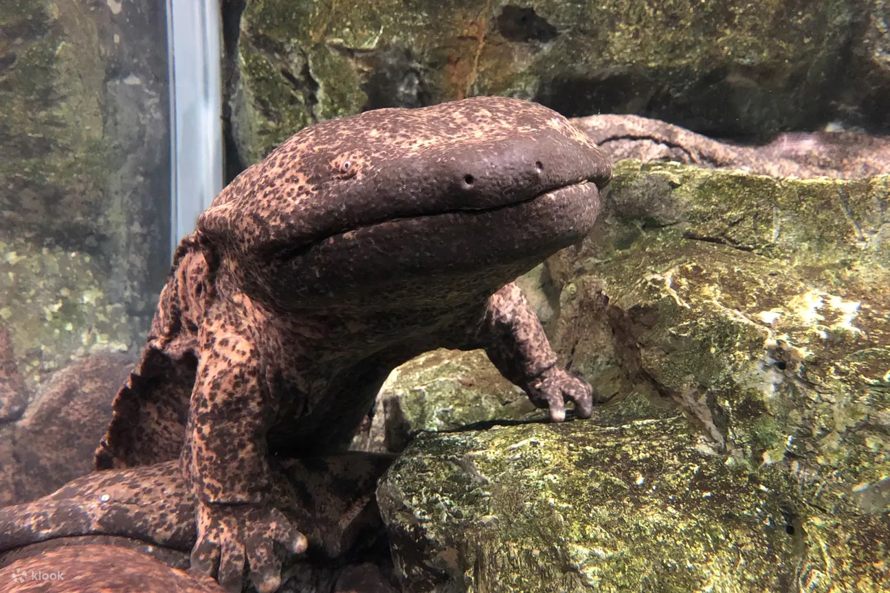 大鲵