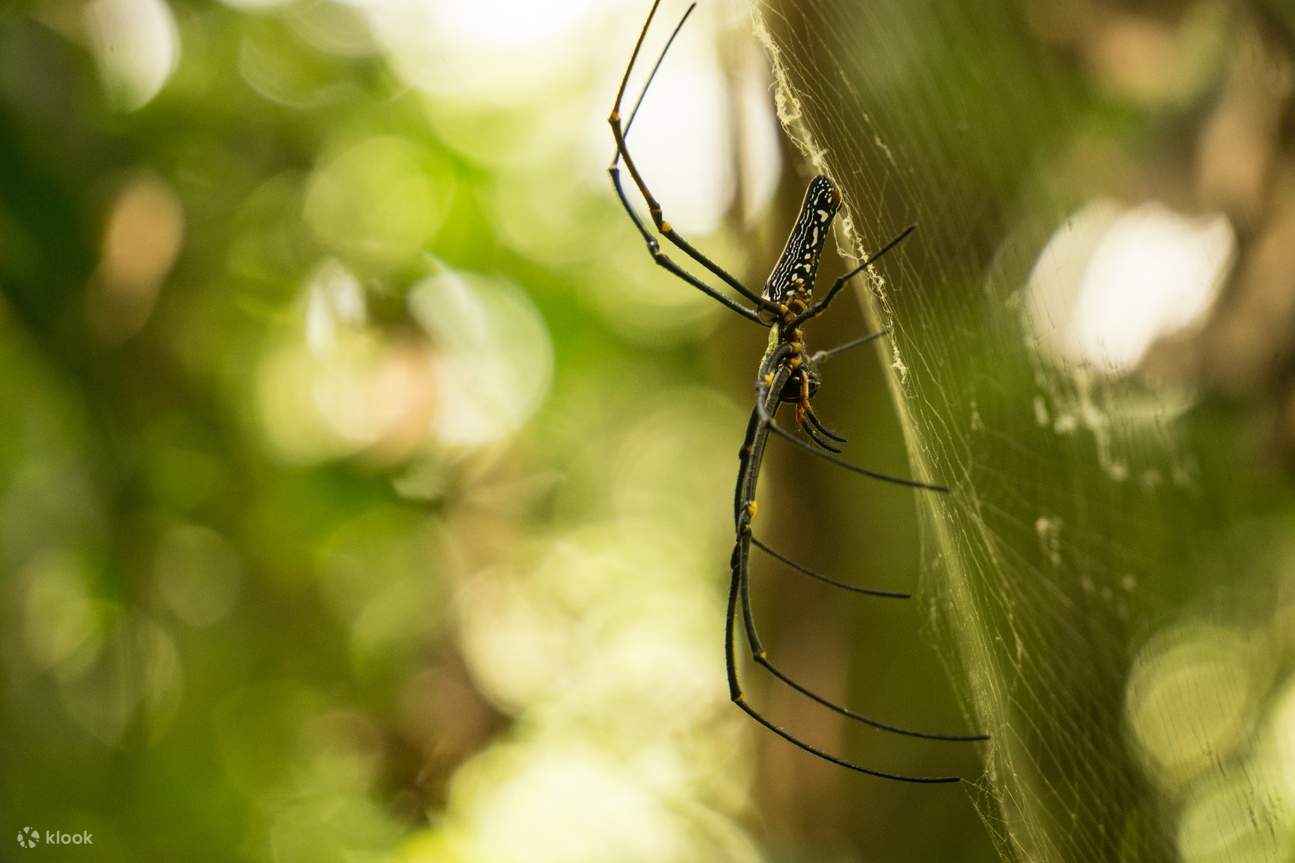 辛哈拉加森林保護區遠足