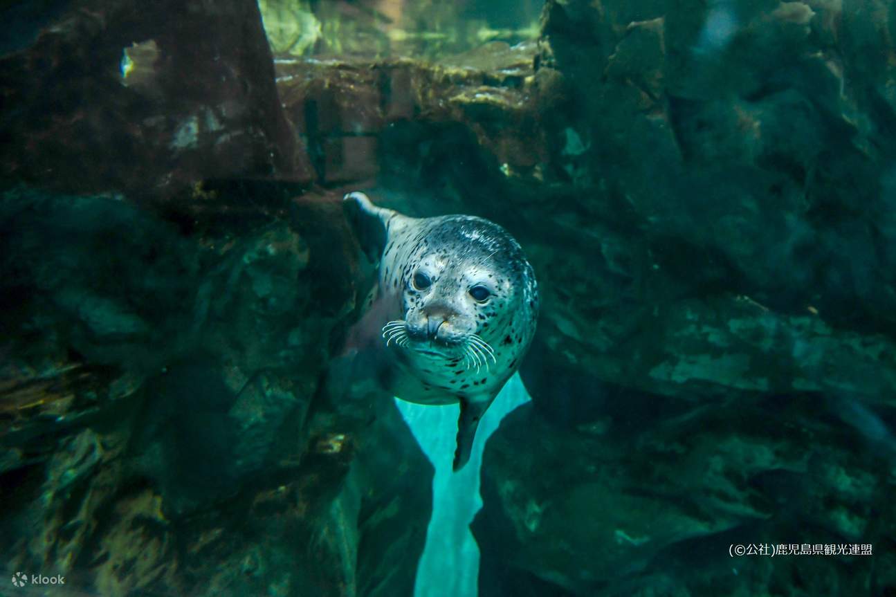 Entrada al Acuario de la Ciudad de Kagoshima en Kyushu