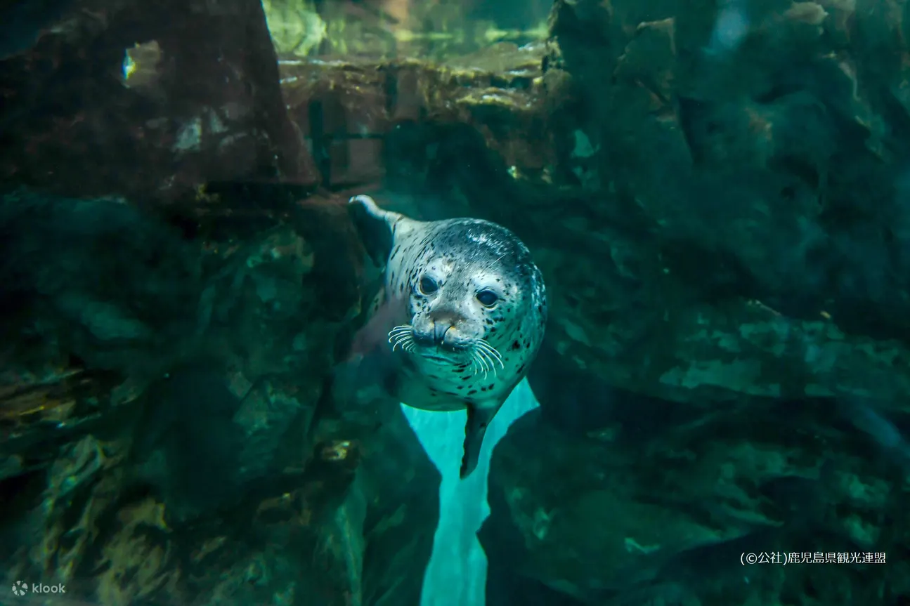 九州鹿儿岛水族馆门票