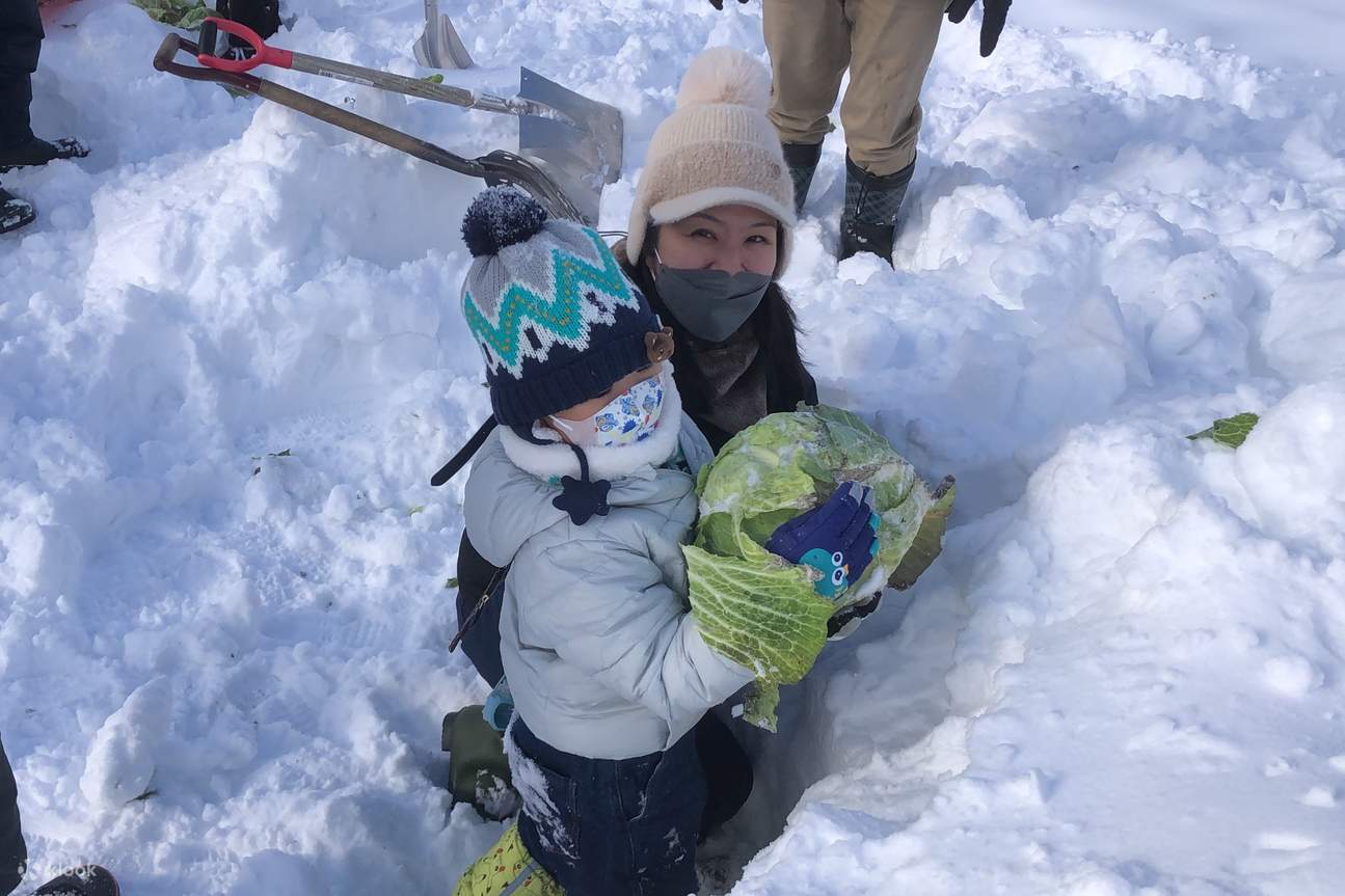 Winter Cabbage Harvest Adventure & Snow Picnic Klook Philippines