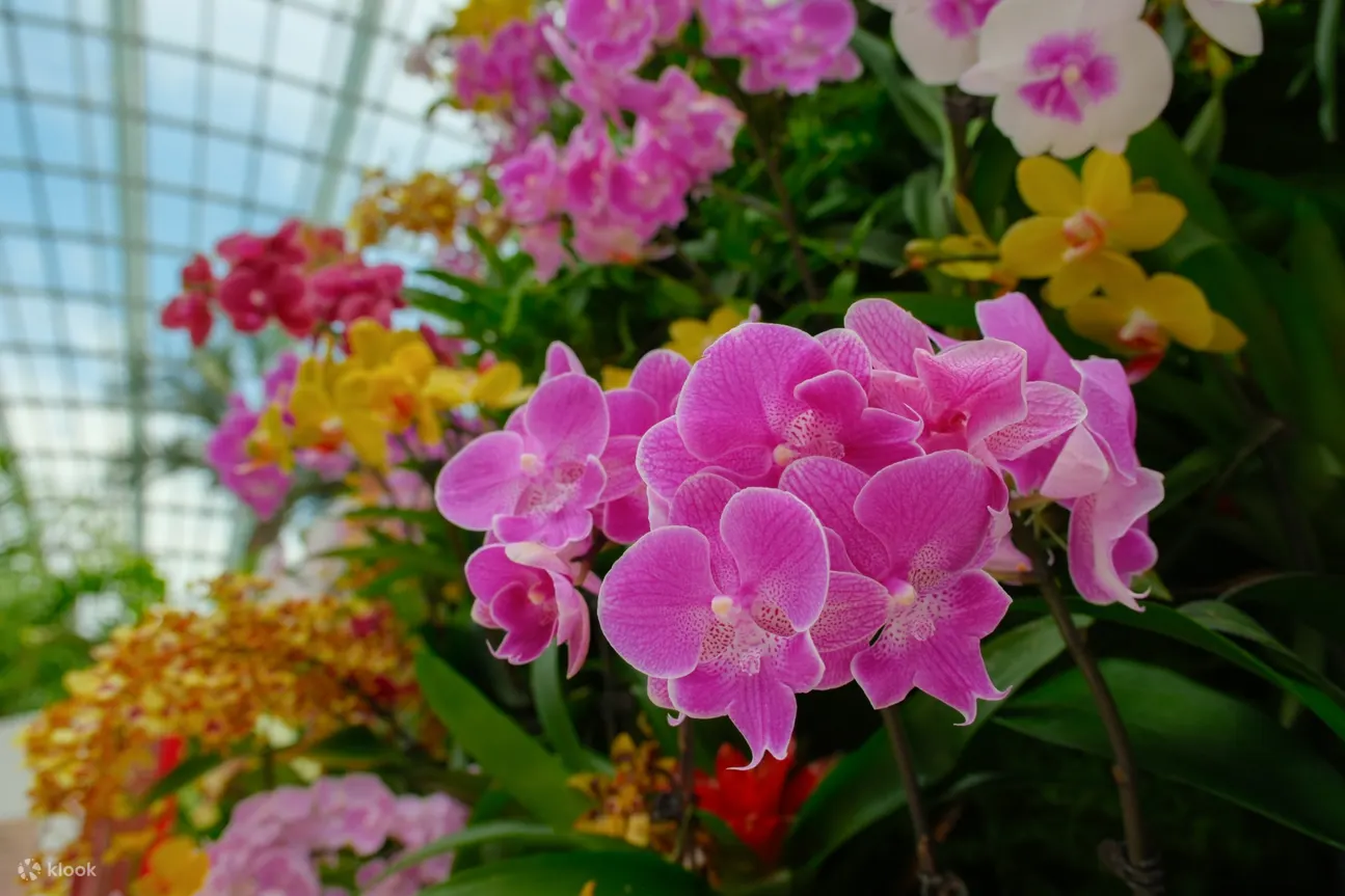 胡姬花展