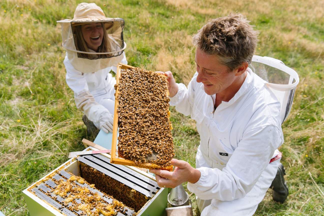 Estrarre il favo dall'alveare