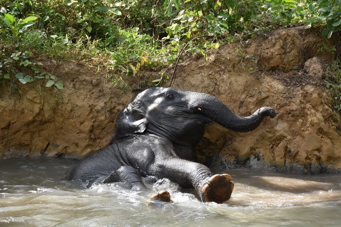 Krabi Elephant Care House