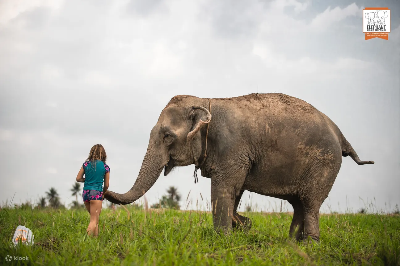 Experience with our giant friendly Elephant