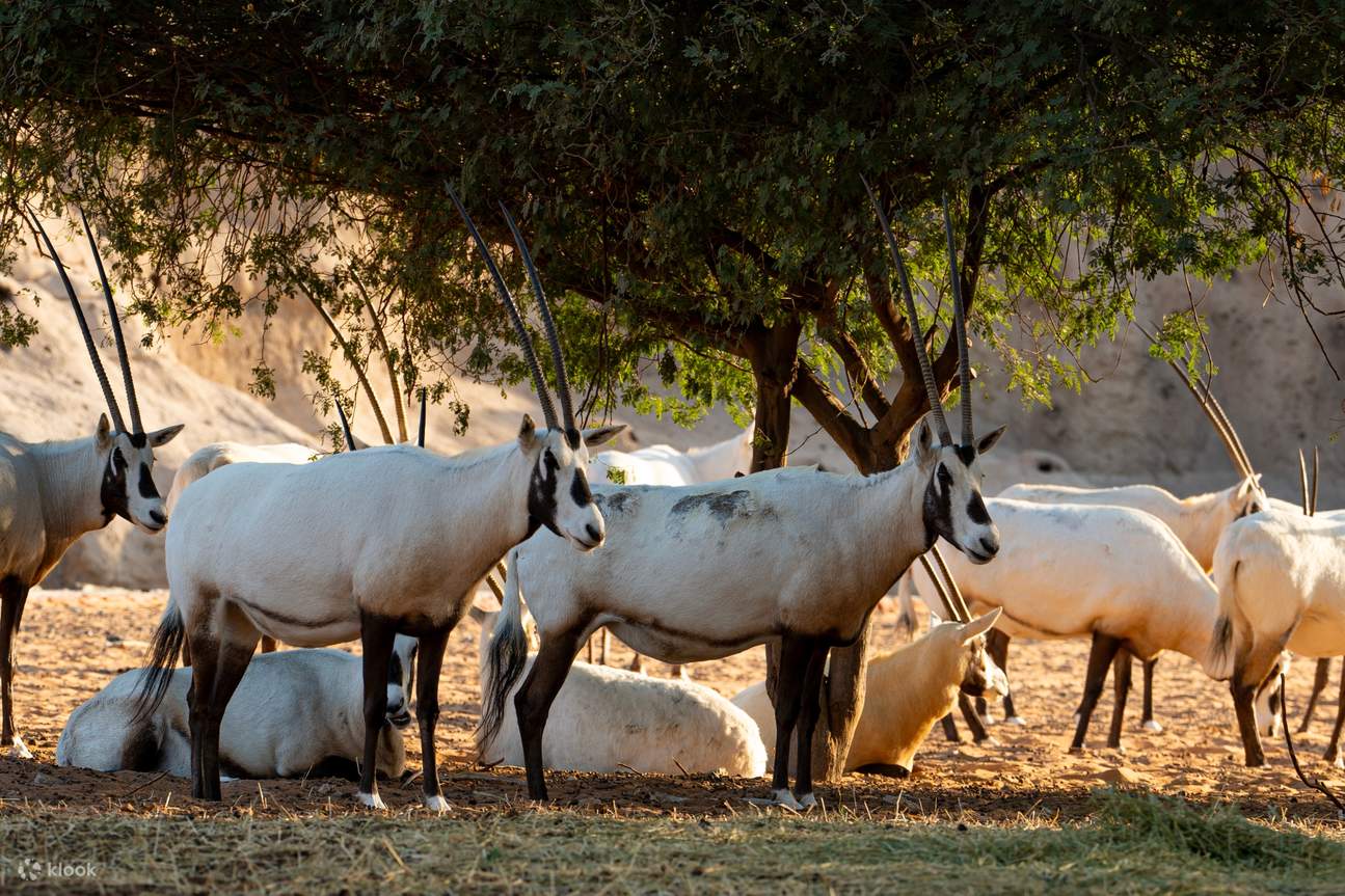 Vé Dubai Safari Park