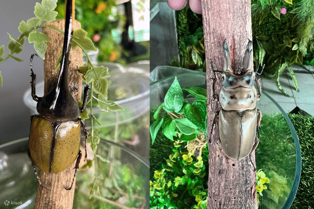 Butterfly Garden Insectarium Ticket In Kuala Selangor Klook Malaysia butterfly-garden-insectarium-ticket-in-kuala-selangor-klook-malaysia