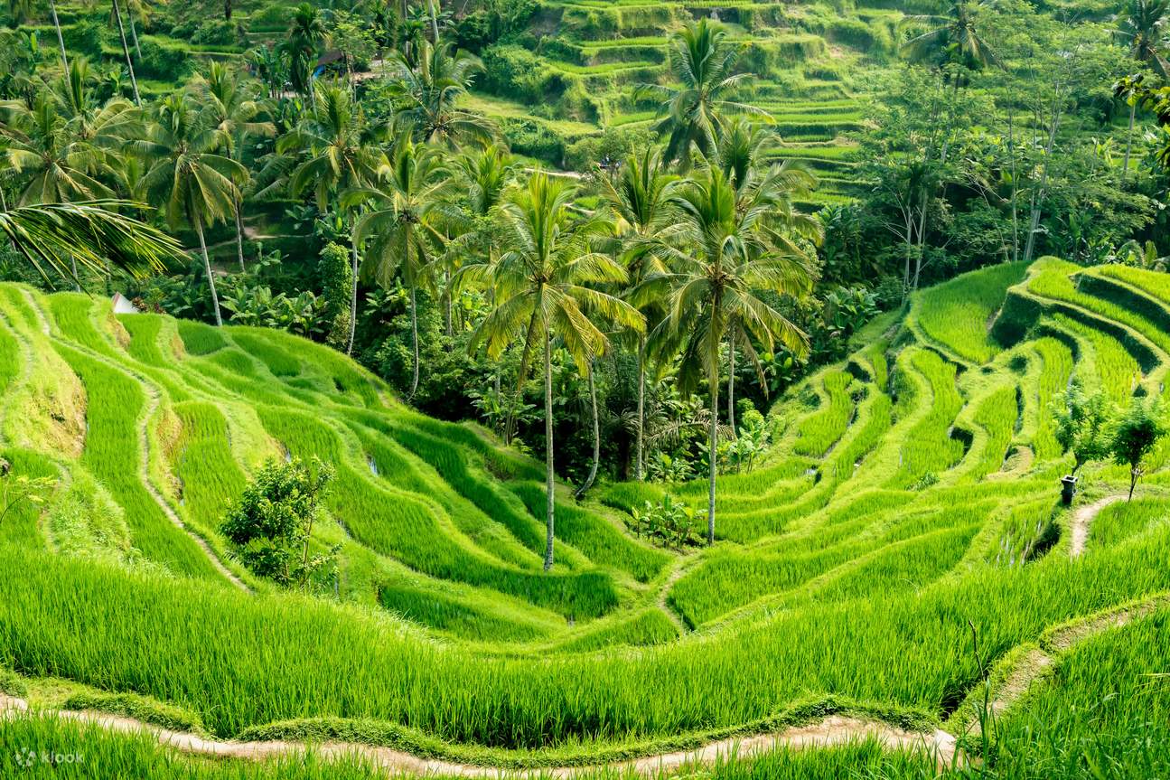 【穆斯林友好】巴厘島包車遊覽