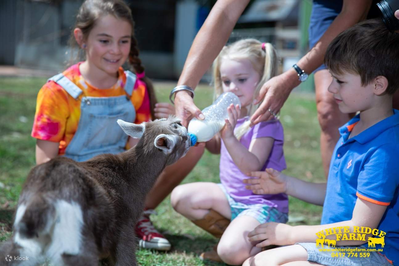 White Ridge Farm Animal Ticket in Brisbane Klook Australia