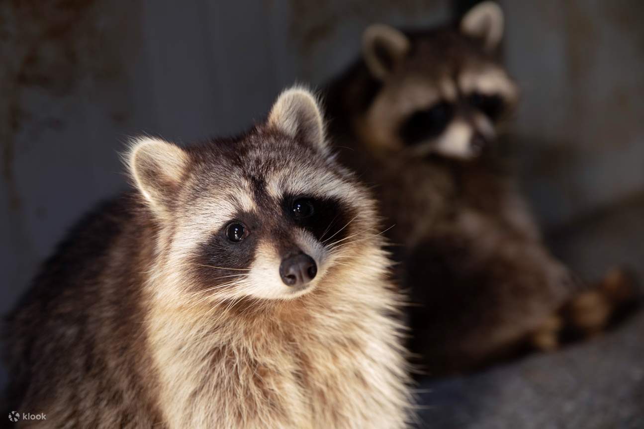 Club de amigos del bosque de mascotas Wowo