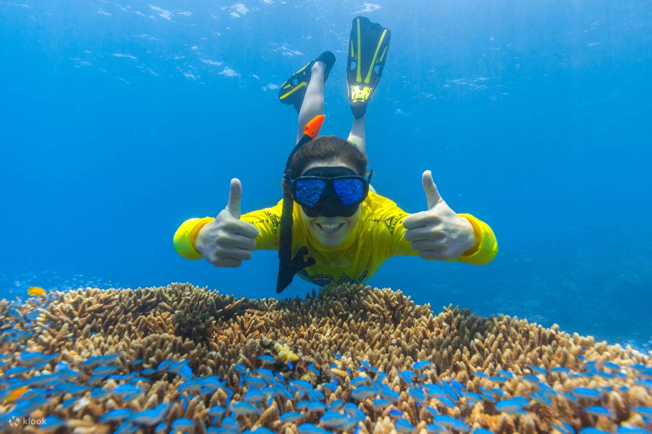 Great Barrier Reef Ikuti Tur Setengah Hari dengan Pengalaman Snorkeling