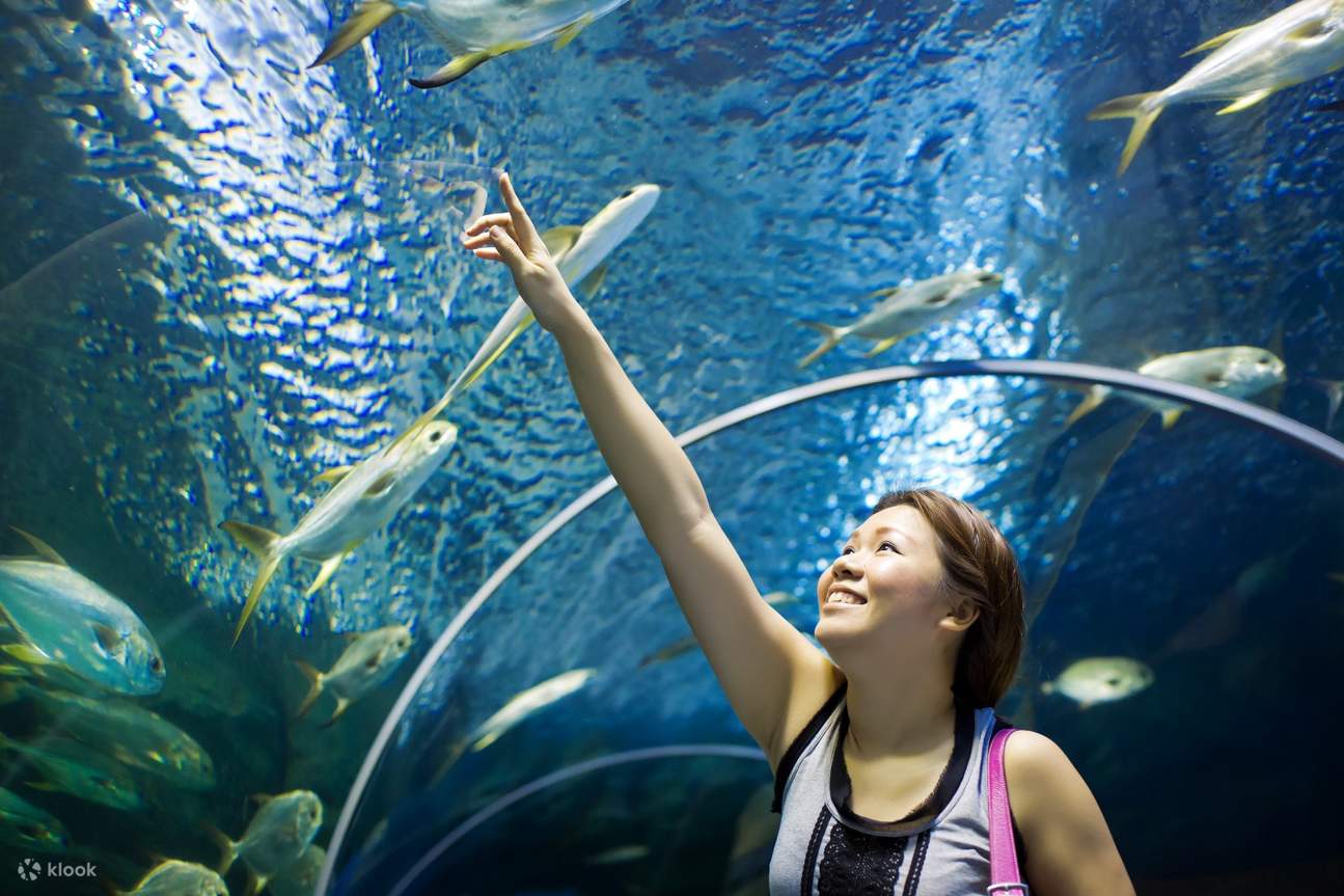 Sleep with the Sharks Experience in Cairns Aquarium - Klook Canada