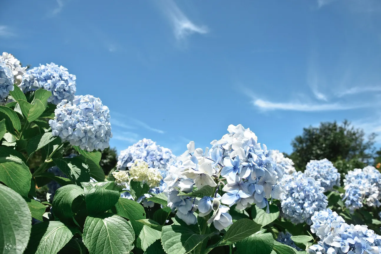 济州岛山茶花之丘门票