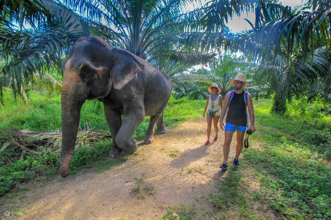 Krabi Elephant Care House