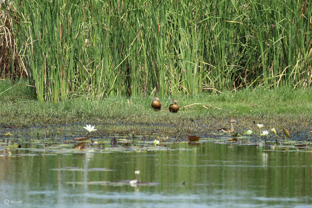 논은 다양한 조류의 서식지이며, 생명과 조화가 번성하는 곳입니다.