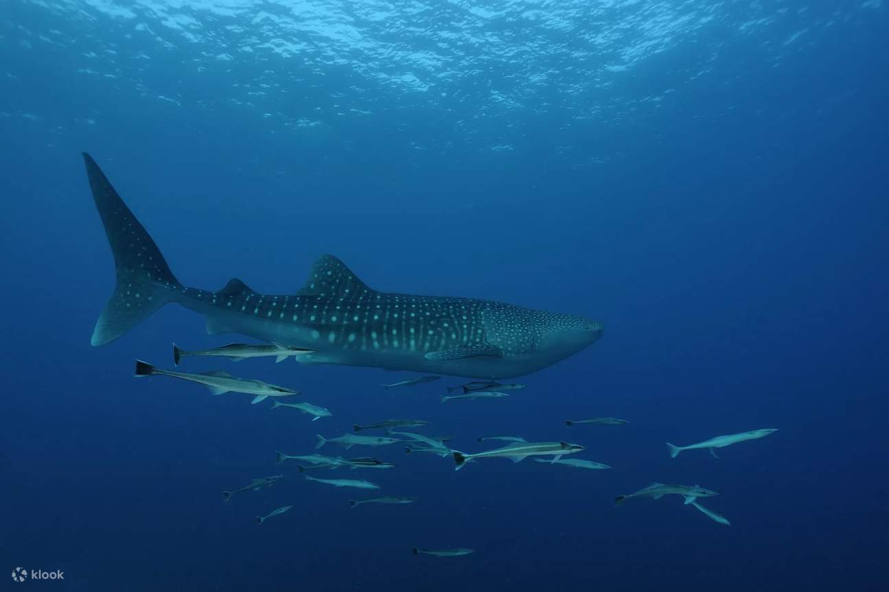 Bersedia untuk terpesona semasa anda maju melalui Kursus Scuba Lanjutan kami di Cauayan, menemui segala-galanya daripada karang berwarna-warni hingga pelagik yang megah