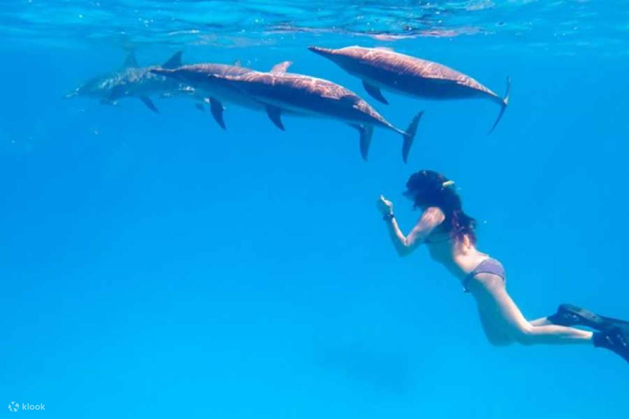 Coral Gardens Full Day Snorkeling Sea Trip & Lunch – Marsa Alam