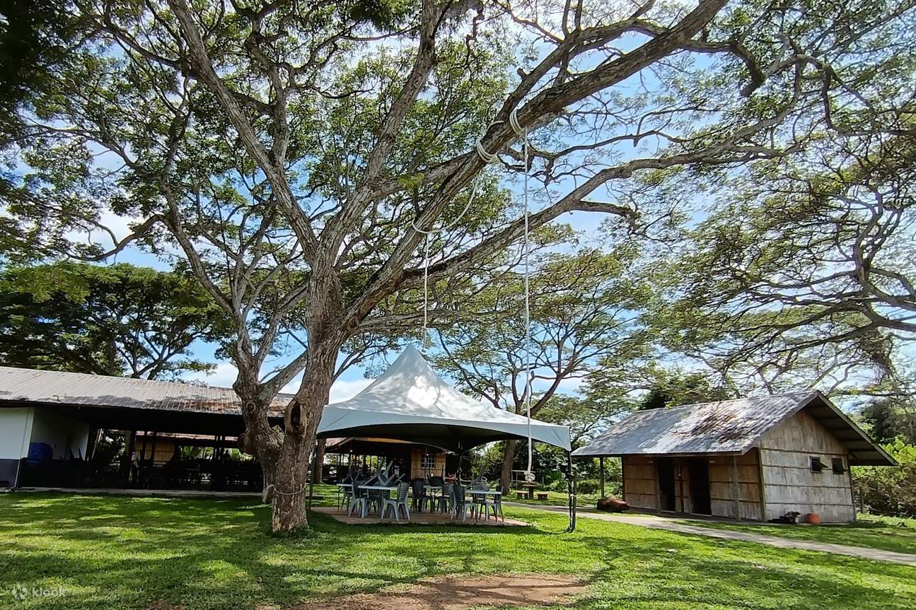 婆罗洲卡哇红树林野生动物巡游 & 萤火虫奇观